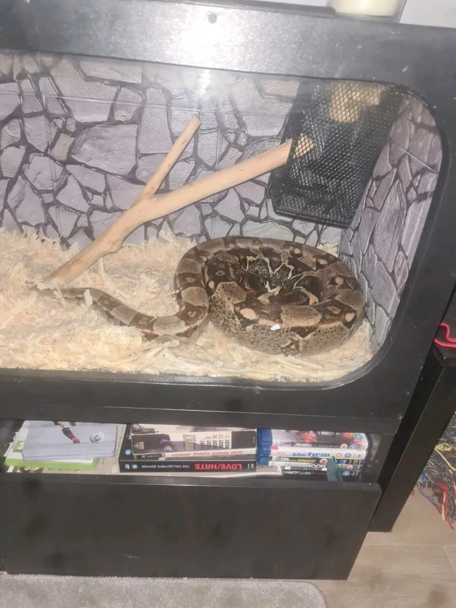 Red tail boa - Image 1