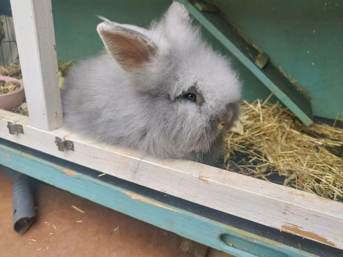 Baby Lionhead Rabbit - Image 2