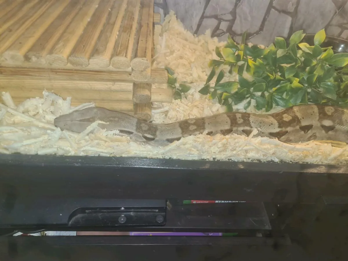 Red tail boa - Image 3