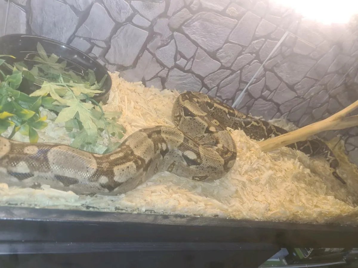 Red tail boa - Image 4