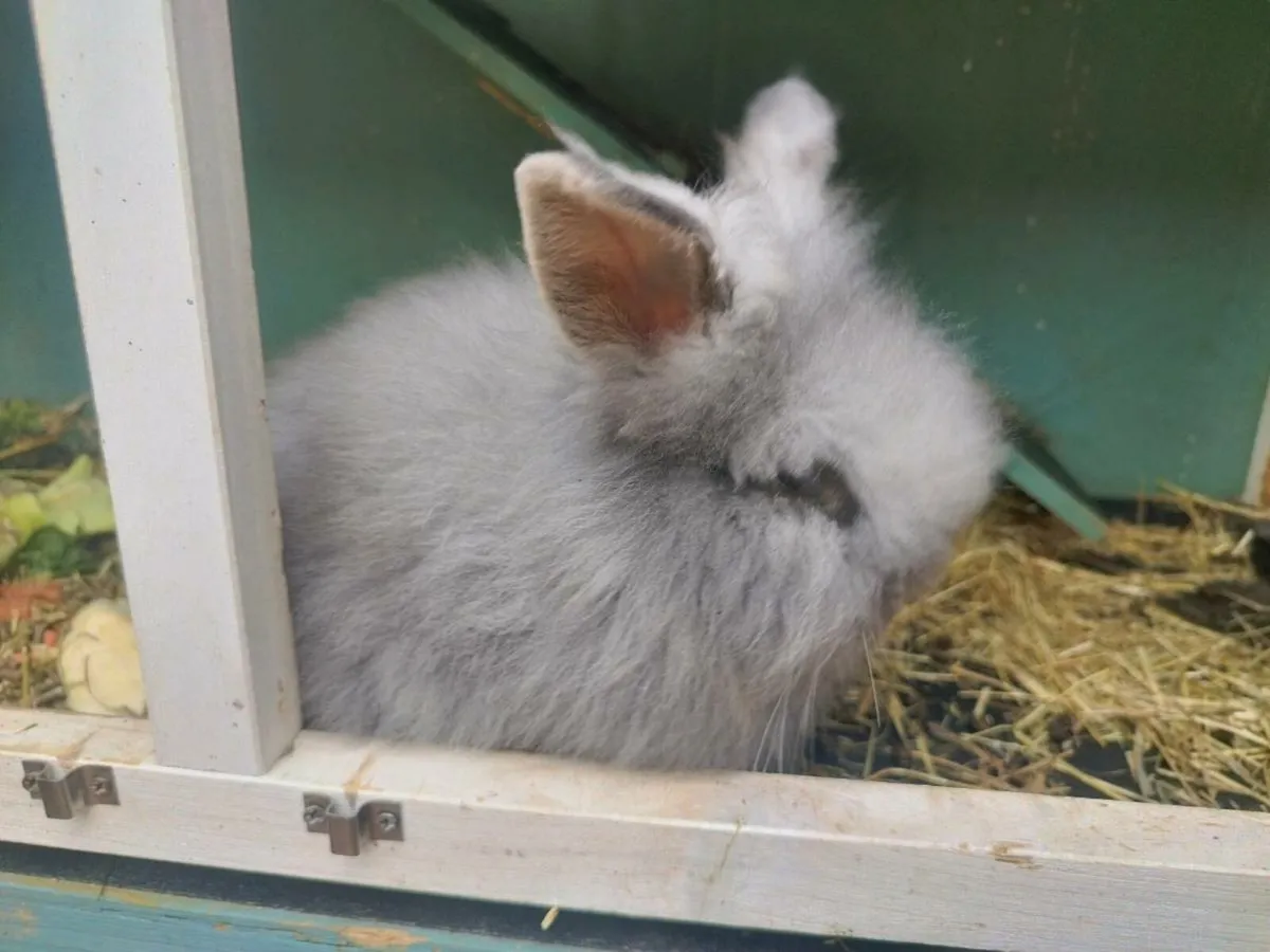 Baby Lionhead Rabbit - Image 4