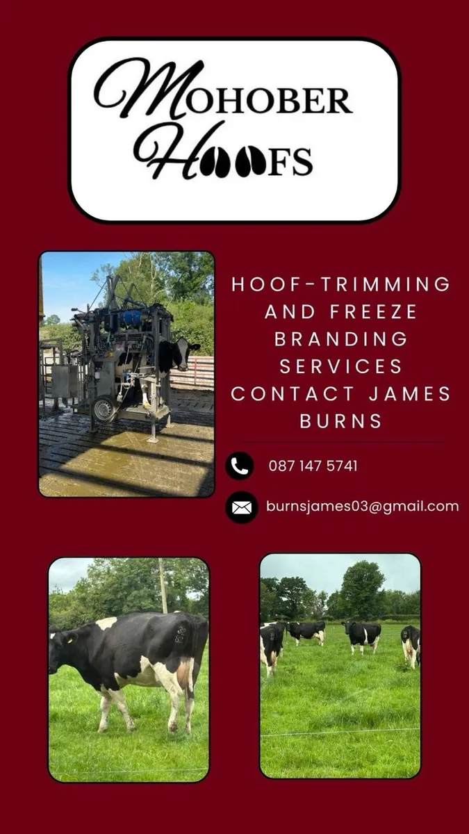 Hoof trimming & Freeze branding - Image 1