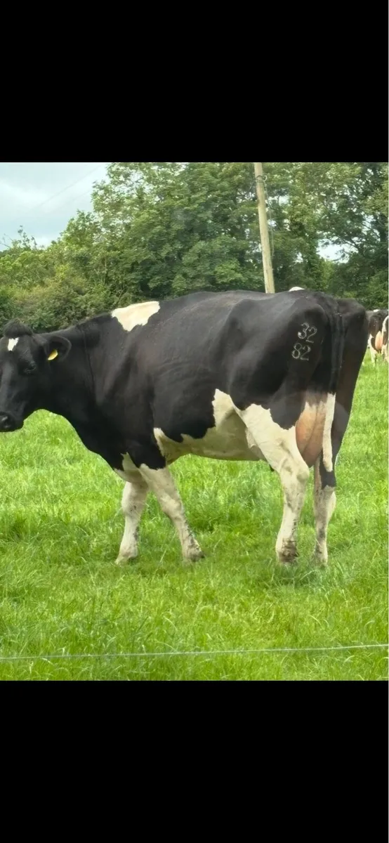 Hoof trimming & Freeze branding - Image 3