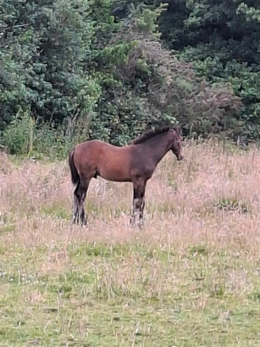 Colt Foal - Image 3