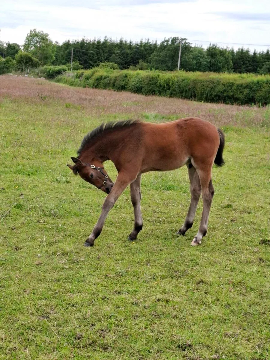 Colt Foal - Image 1