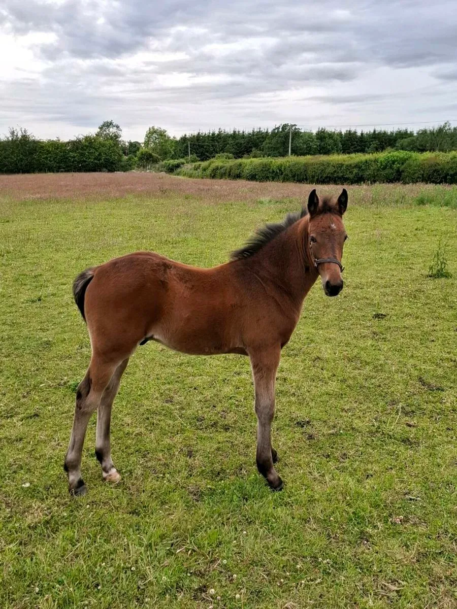 Colt Foal - Image 4