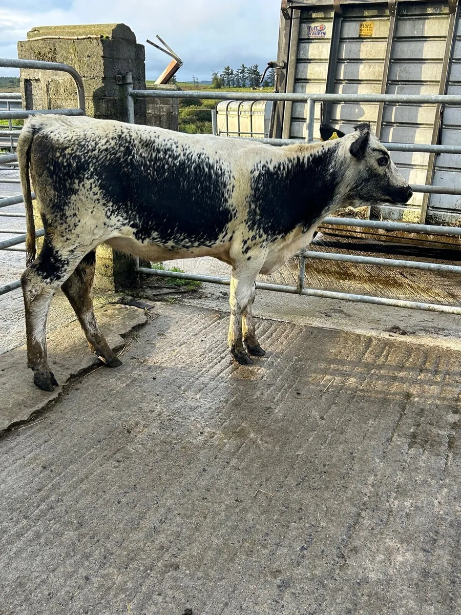 Sh x Sp heifer weanling - Image 2