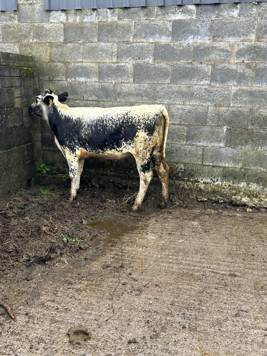 Sh x Sp heifer weanling - Image 3