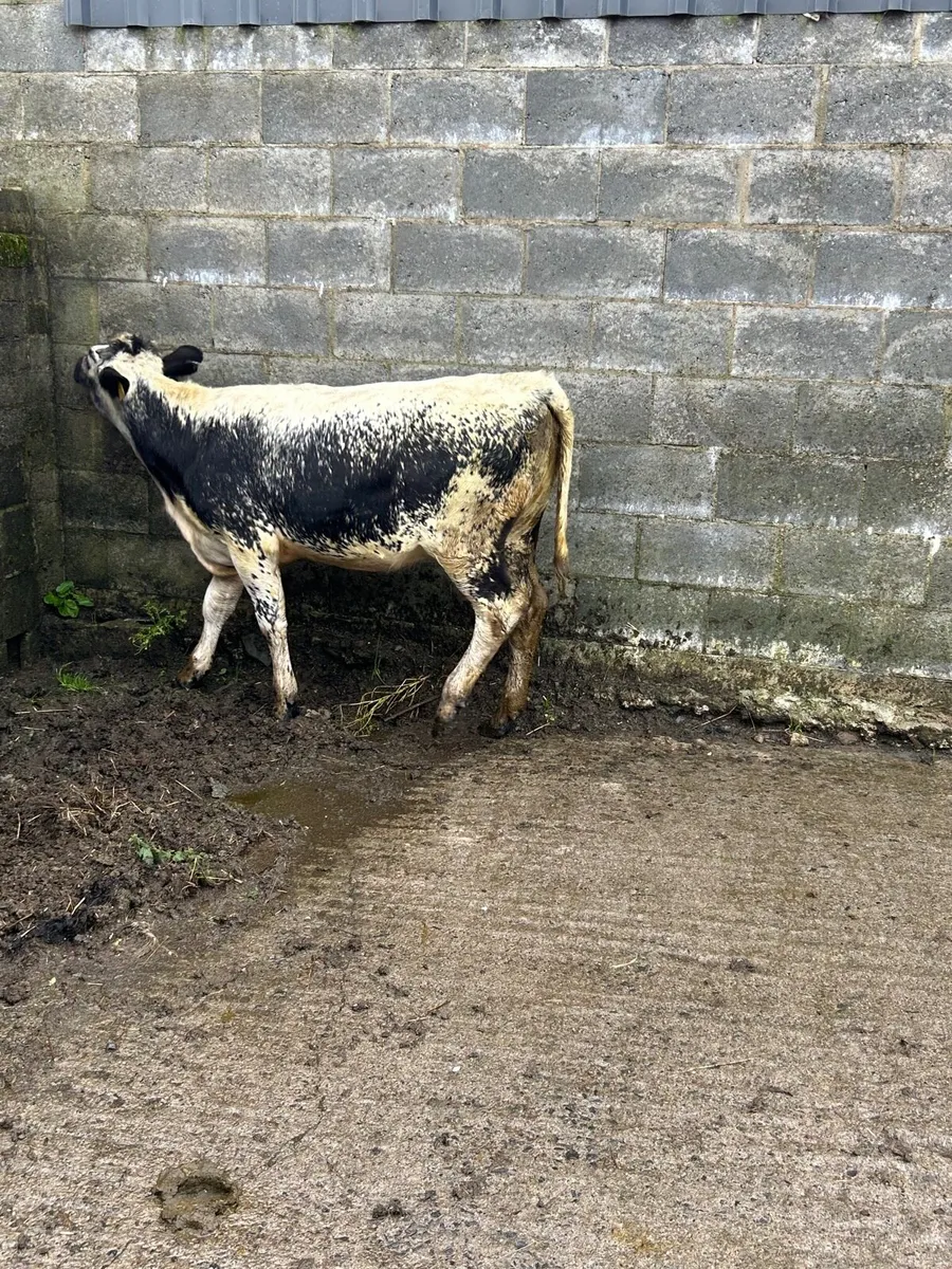 Sh x Sp heifer weanling - Image 4