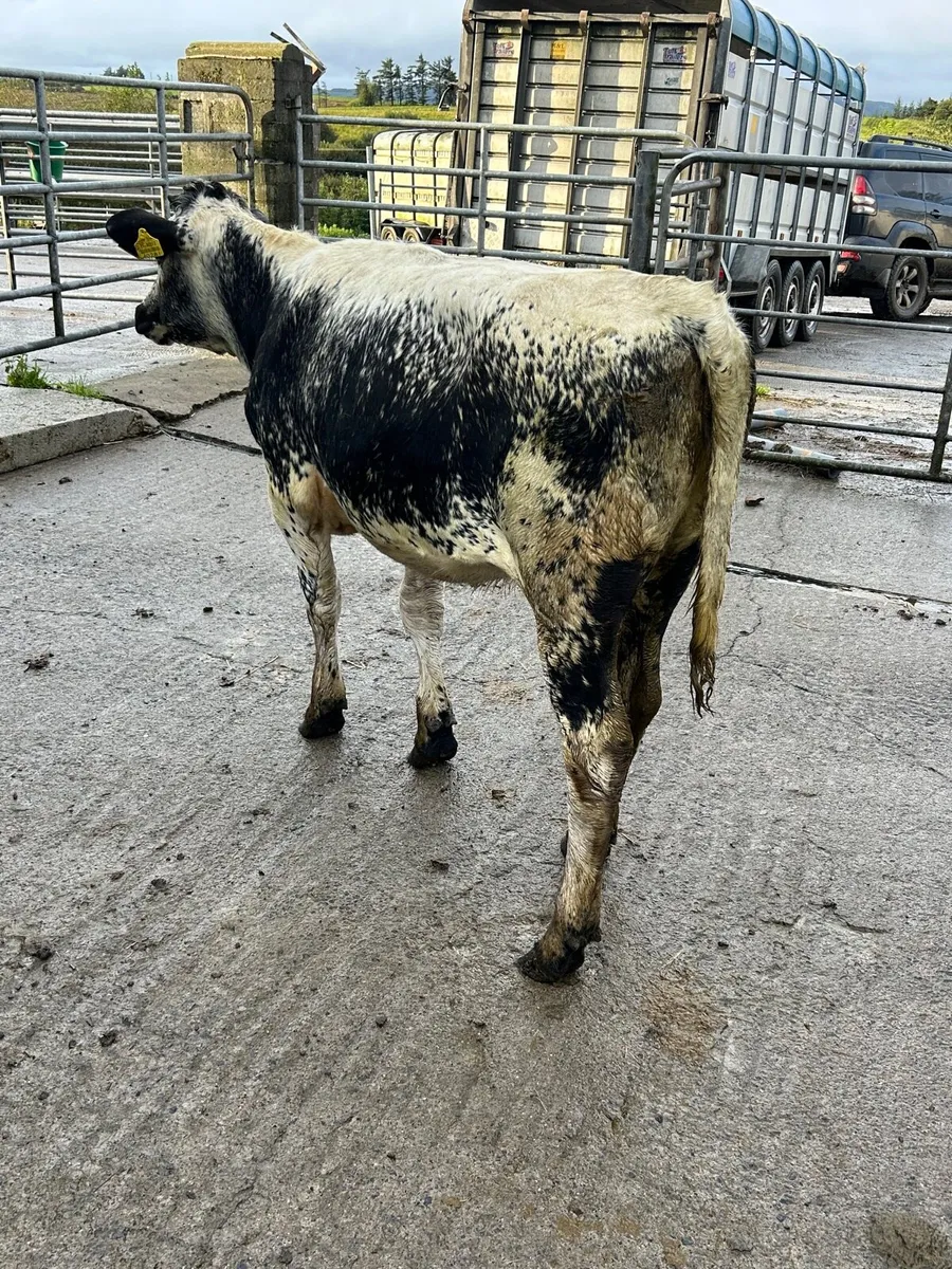 Sh x Sp heifer weanling - Image 1
