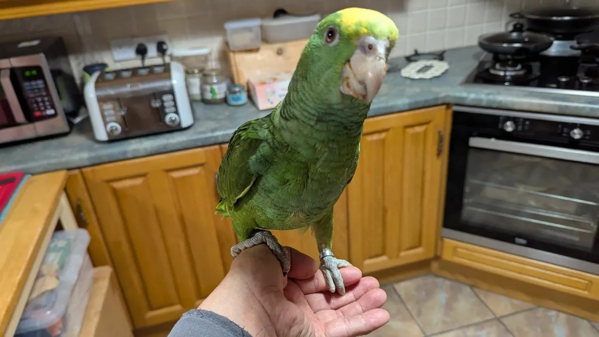 parrot