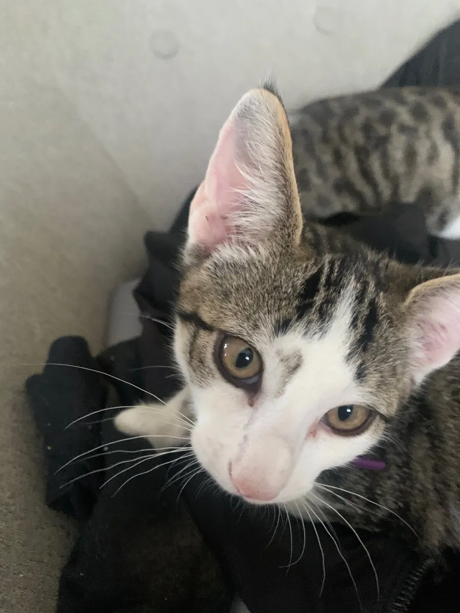 Kittens - Image 1