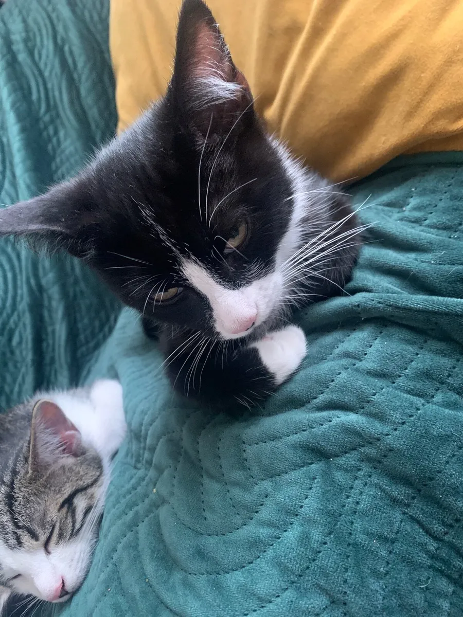 Kittens - Image 2