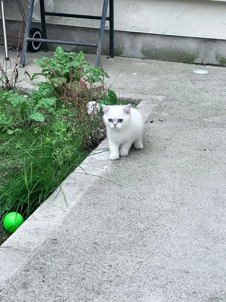 Cat kitten 3 months old - Image 1
