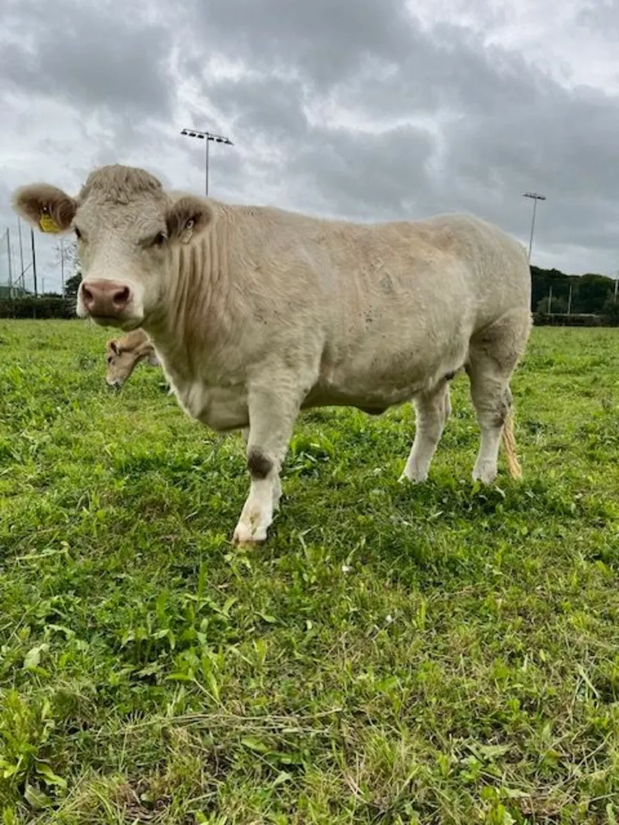 Pedigree Charolais Heifers - Image 1