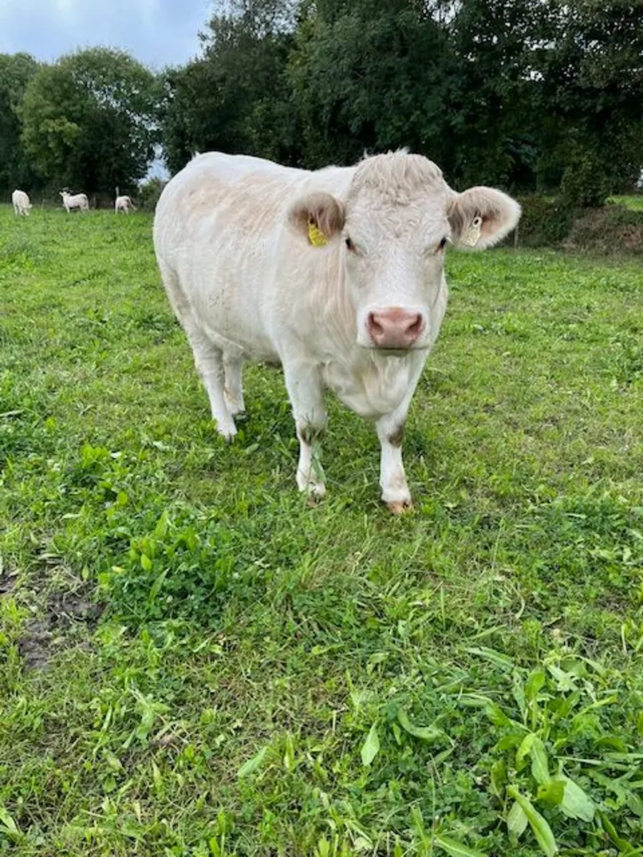 Pedigree Charolais Heifers - Image 2