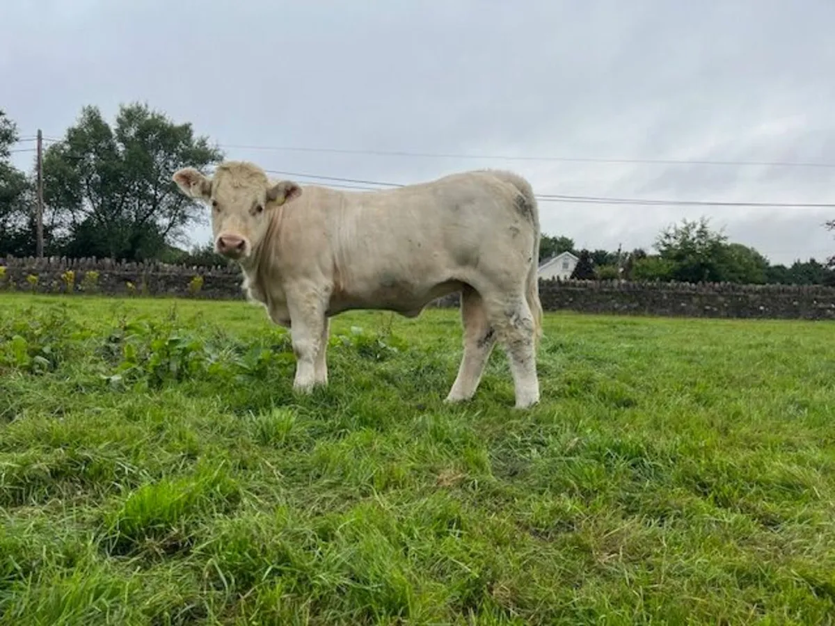 Pedigree Charolais Heifers - Image 4