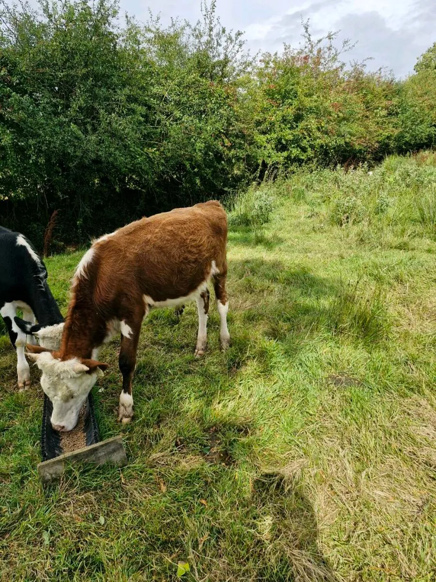 Weanlings - Image 1