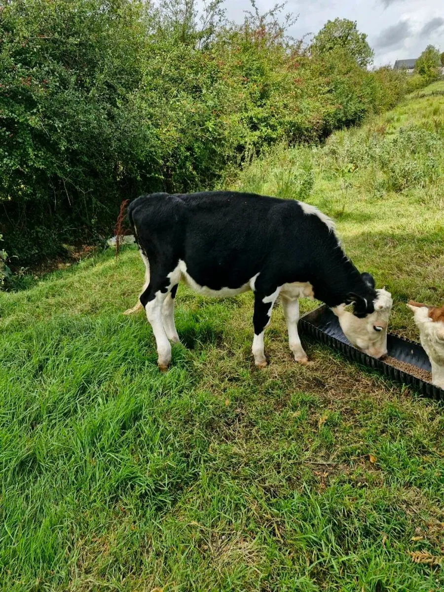 Weanlings - Image 2