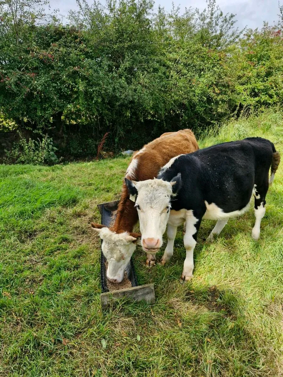 Weanlings - Image 3