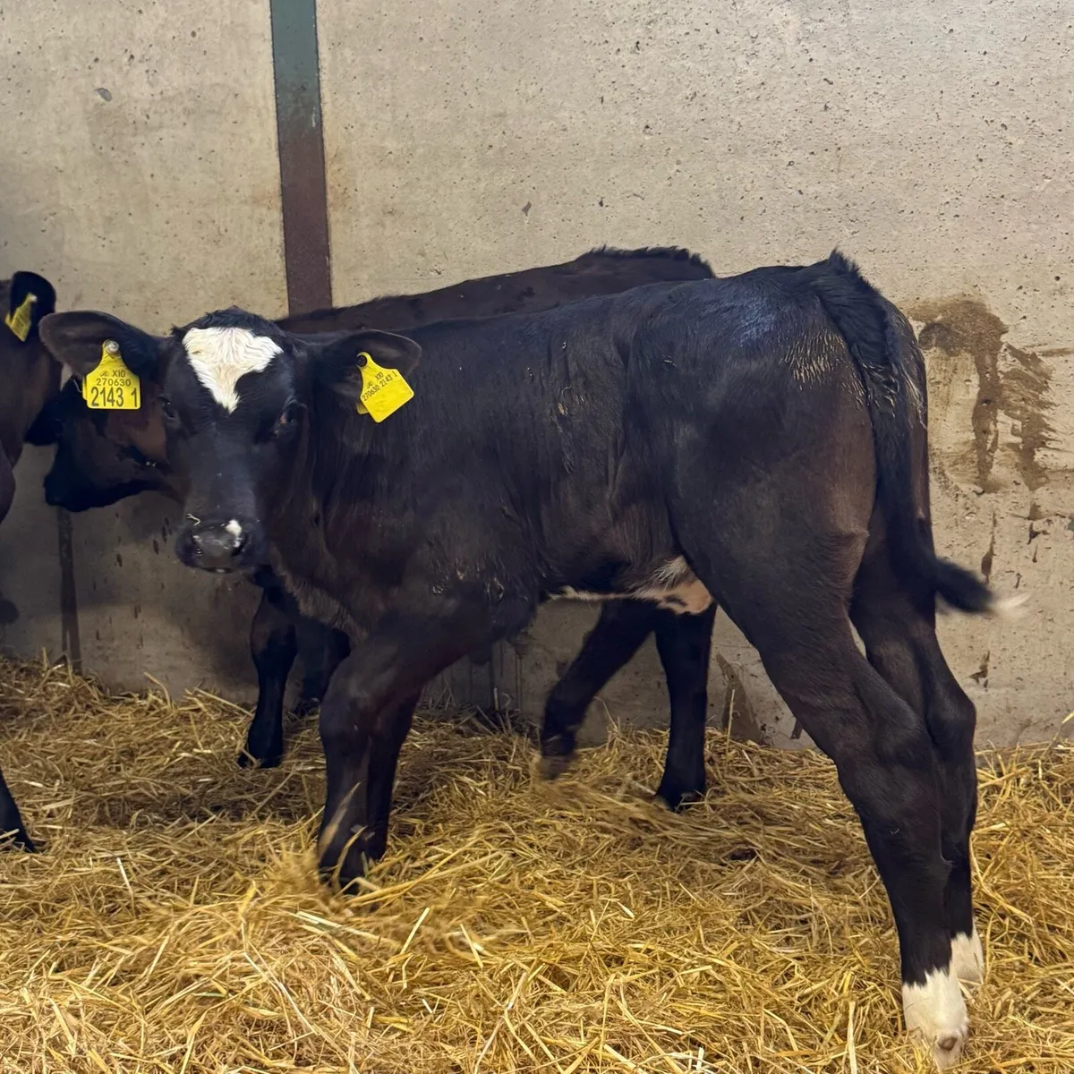 AA Heifers - Image 1