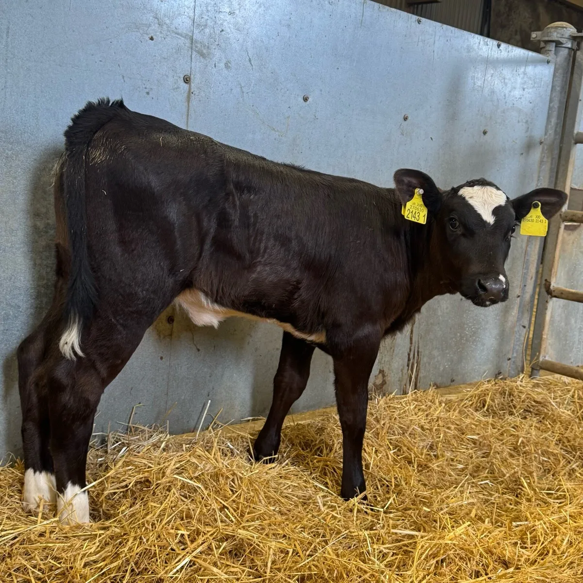 AA Heifers - Image 2