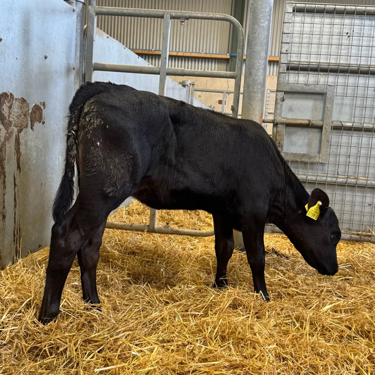 AA Heifers - Image 3