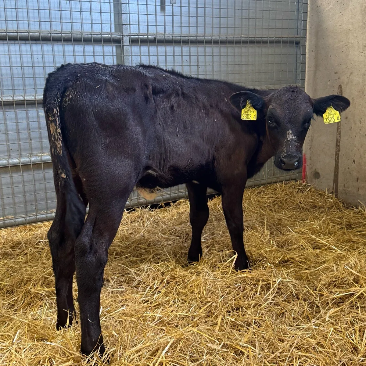 AA Heifers - Image 4