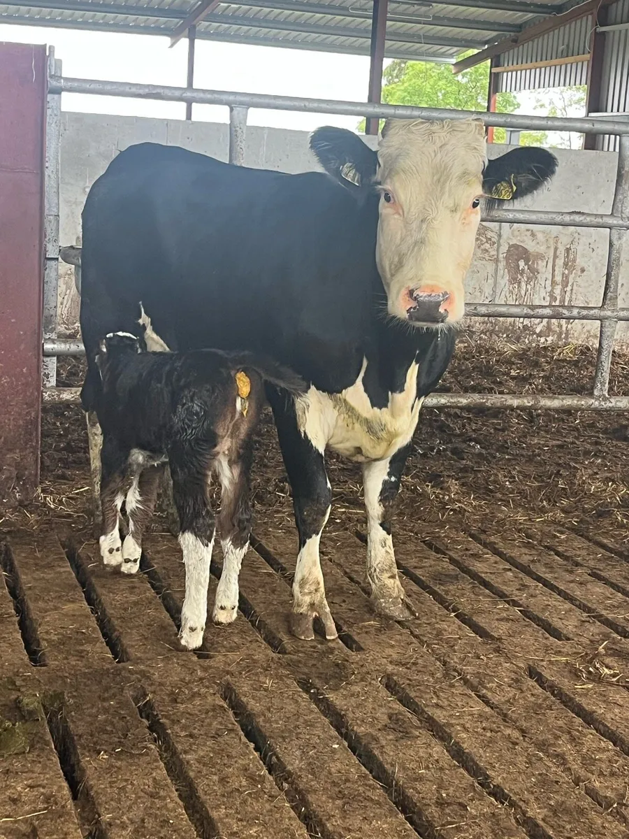 Super springer (calved yesterday) - Image 1