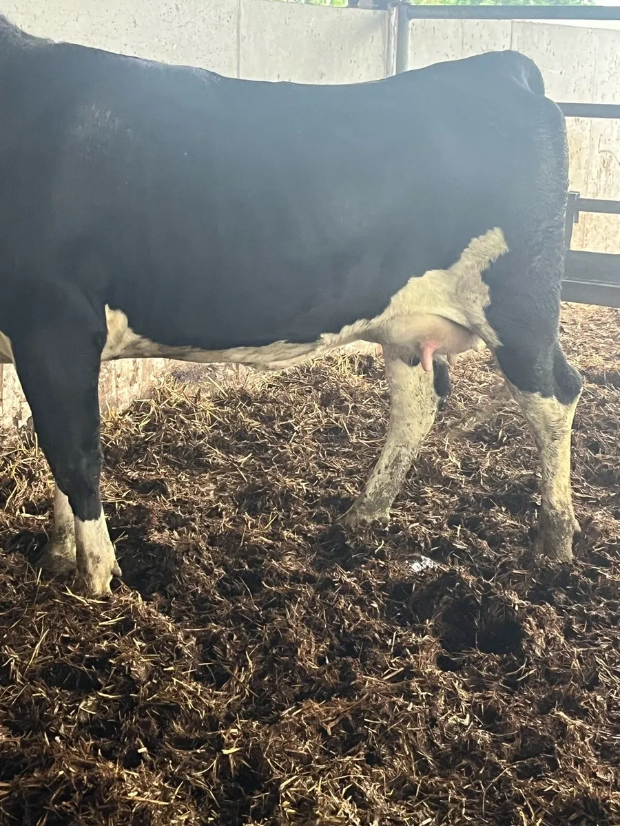 Super springer (calved yesterday) - Image 4