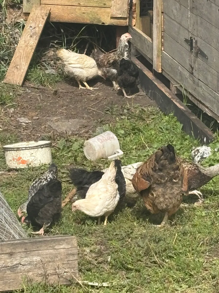 Poultry - Image 1