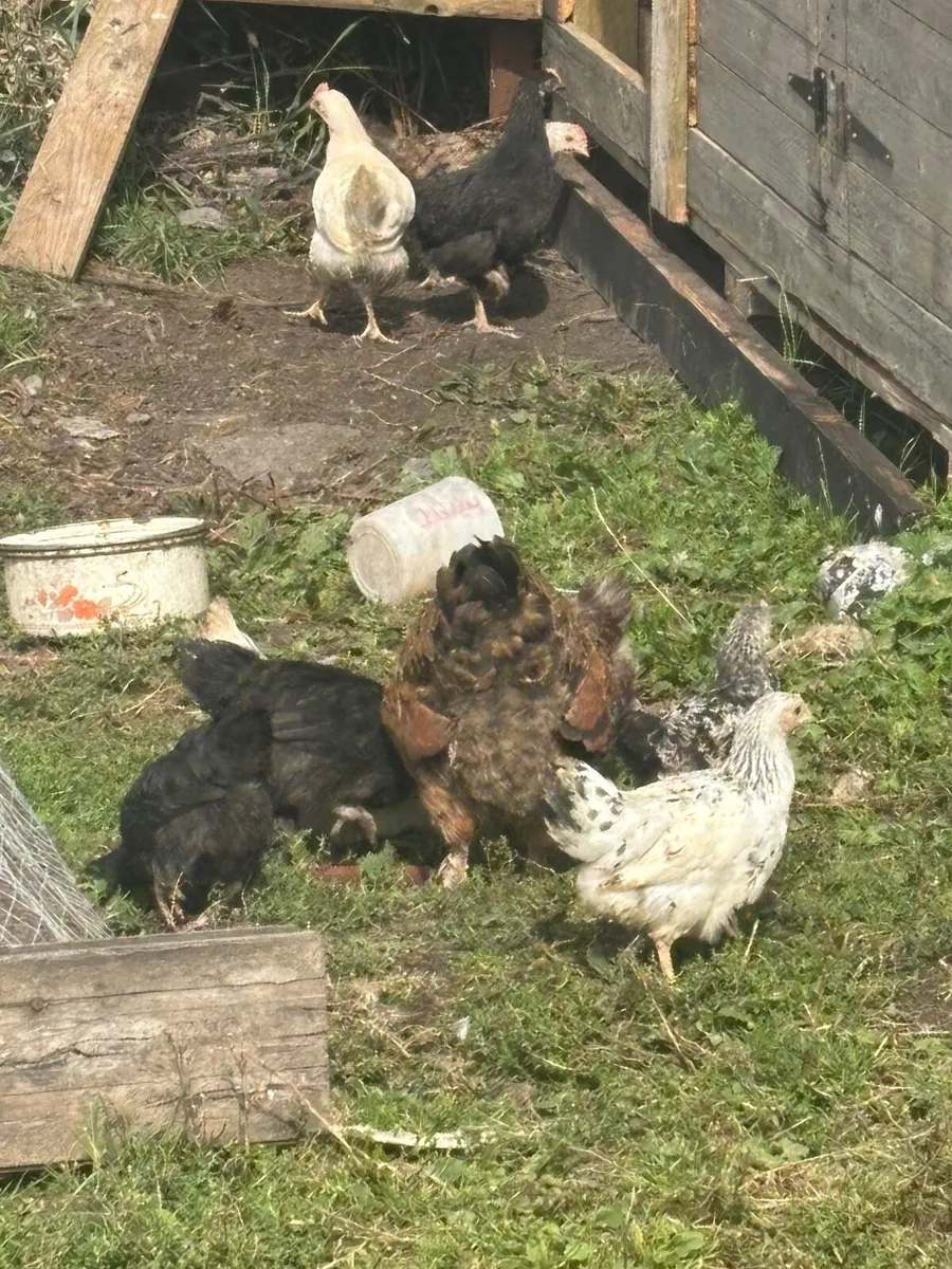 Poultry - Image 3