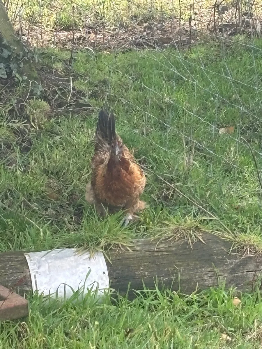 Poultry - Image 4