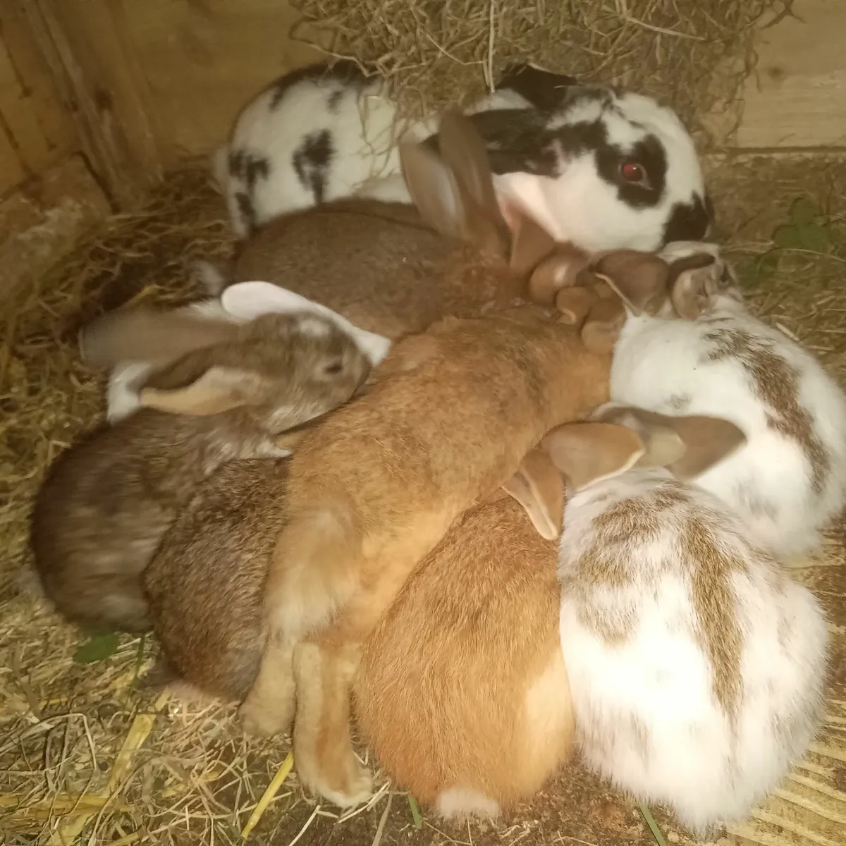 Pure bred New Zealand rabbits UPDATE 2/9/2025 - Image 1