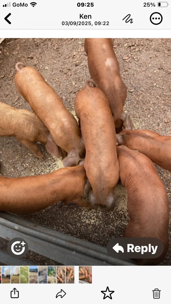 Pigs 12 weeks old - Image 3