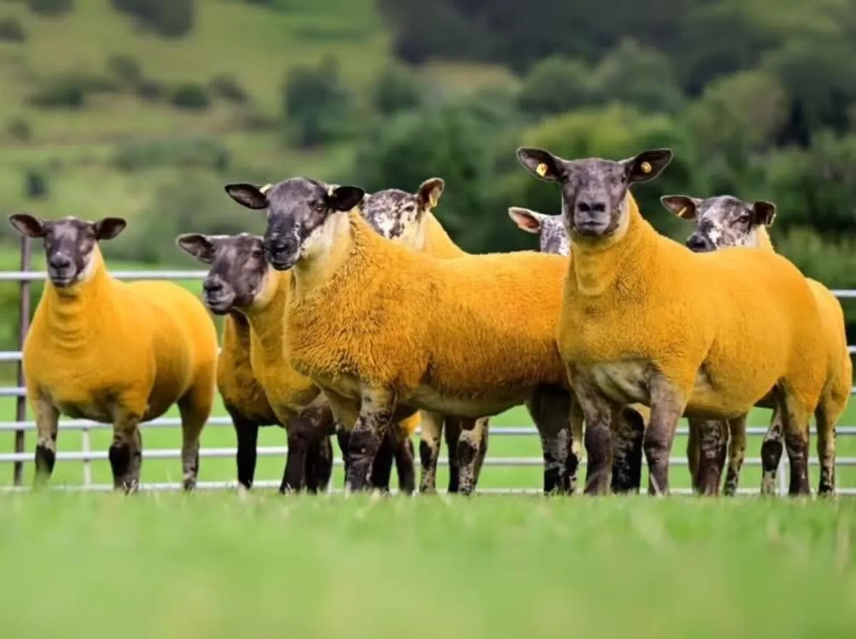 Suftex Starter Flock Plus Ram only 9.99