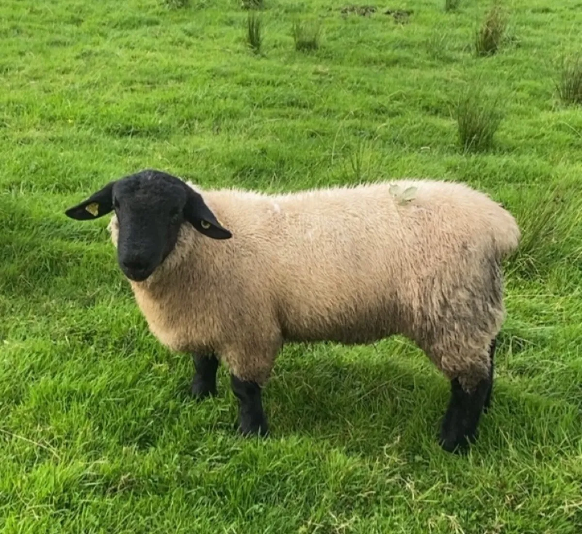 Suffolk ram lamb - Image 2
