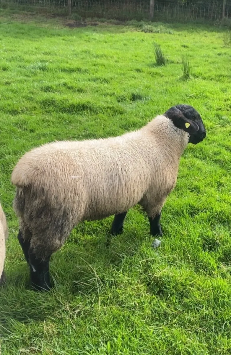 Suffolk ram lamb - Image 1