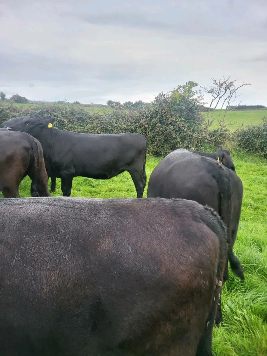 Angus heifers (DOWRA MART SEPT 6TH) - Image 1