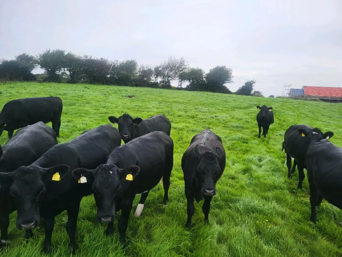 Angus heifers (DOWRA MART SEPT 6TH) - Image 2