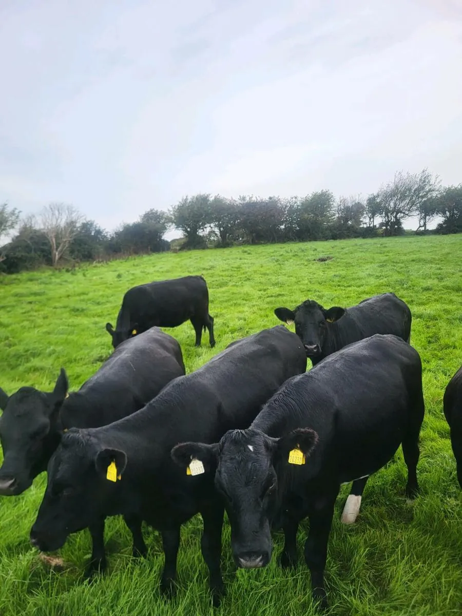 Angus heifers (DOWRA MART SEPT 6TH) - Image 3
