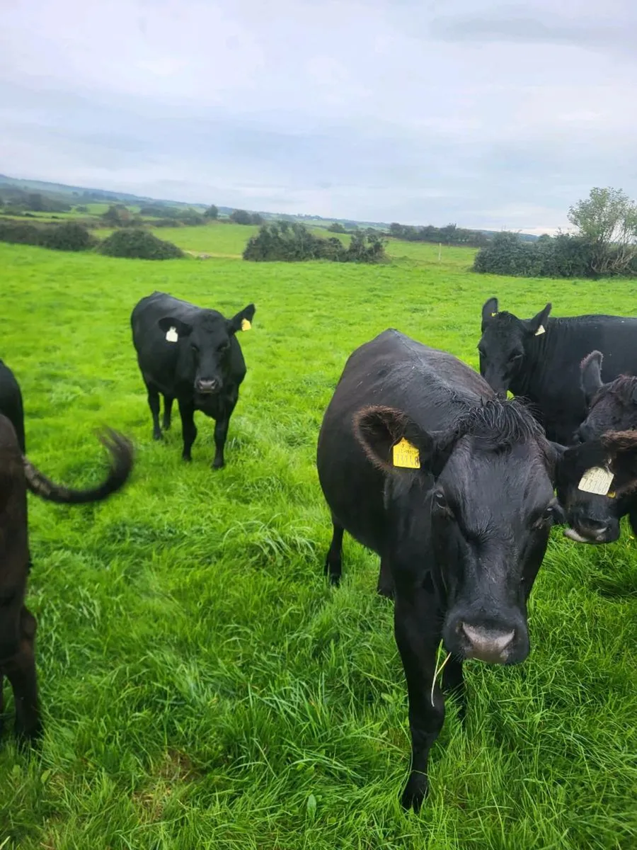 Angus heifers (DOWRA MART SEPT 6TH) - Image 4