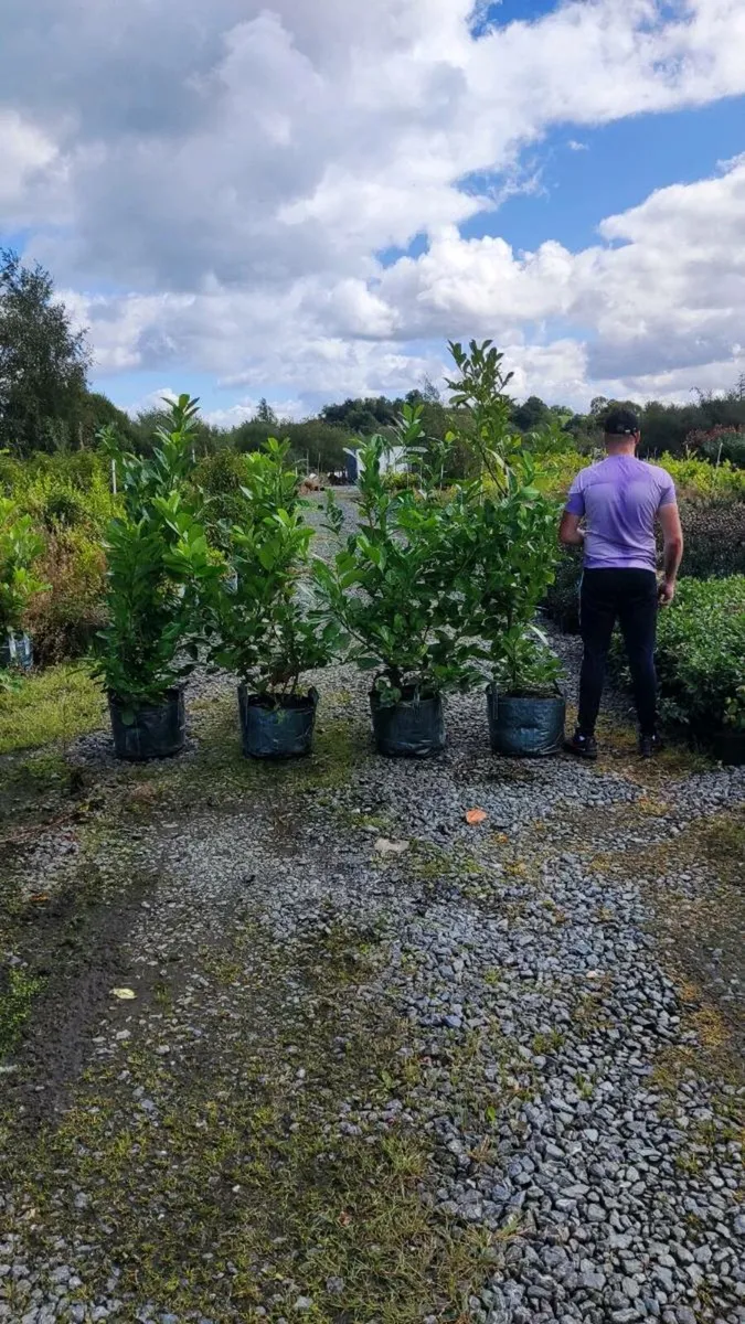 Mature Cherry Laurel 5ft 35 euro