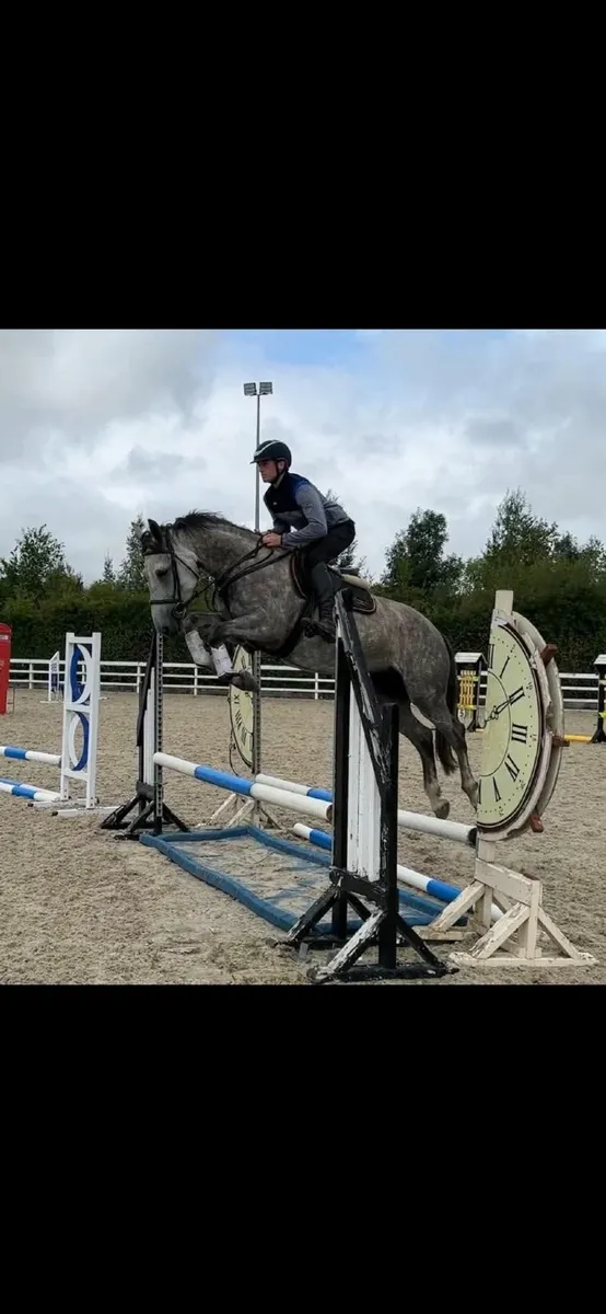 Irish draught mare - Image 1