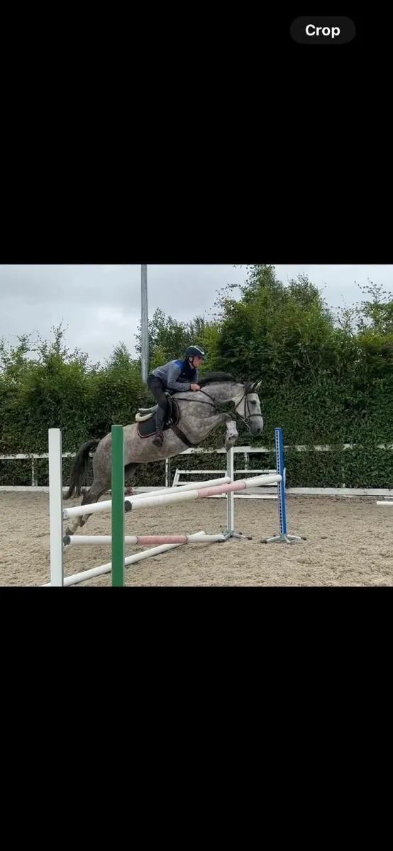 Irish draught mare - Image 2