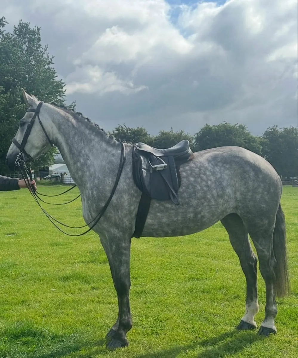 Irish draught mare - Image 3