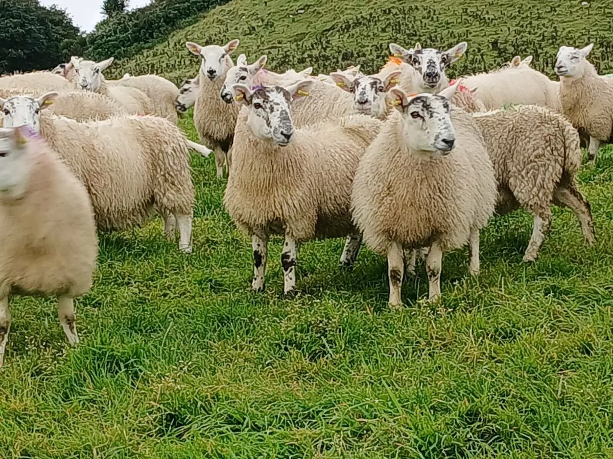 100 Cheviot X Ewe Lambs - Image 2