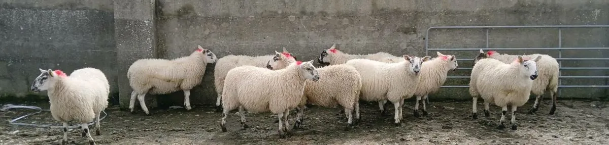 100 Cheviot X Ewe Lambs - Image 3