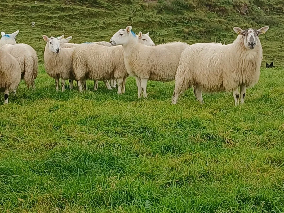 100 Cheviot X Ewe Lambs - Image 4