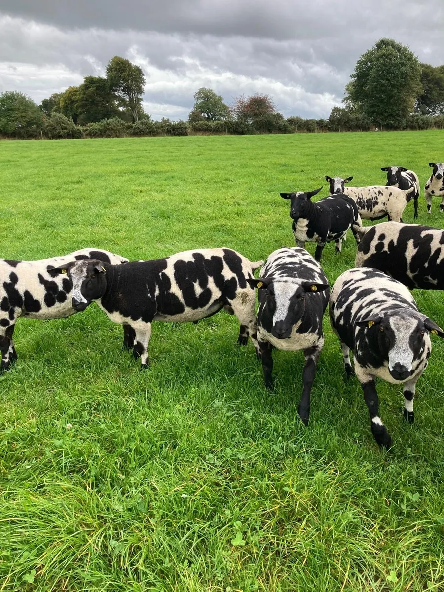 Selection of Dutch spotted ram lambs - Image 2